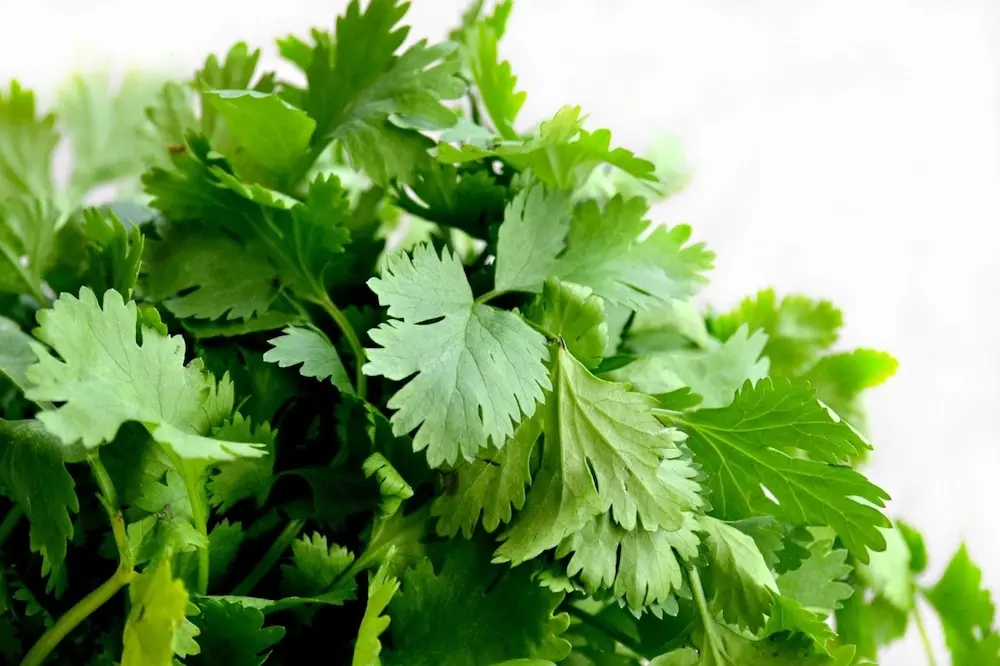 Coentros frescos, uma erva essencial nas receitas tradicionais portuguesas, incluindo pratos de marisco, sopas e especialidades regionais