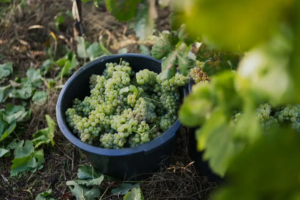 Uvas frescas colhidas numa vinha portuguesa, o primeiro passo da produção tradicional de vinho